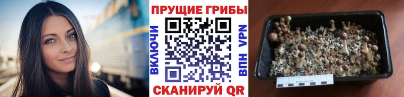 маркетплейс официальный сайт  хочу наркоту  Норильск  Галлюциногенные грибы MAGIC MUSHROOMS 